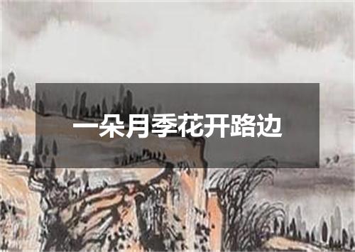 一朵月季花开路边