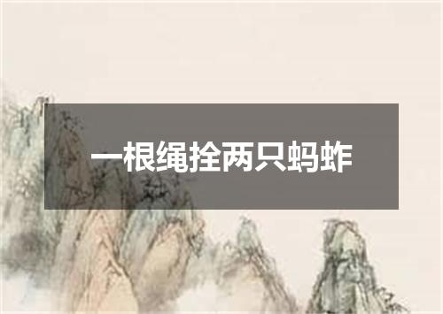 一根绳拴两只蚂蚱
