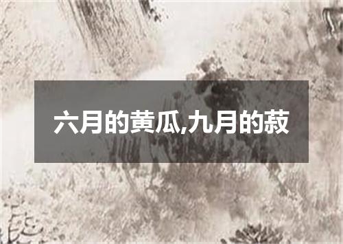 六月的黄瓜,九月的菽