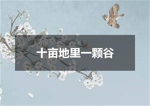 十亩地里一颗谷