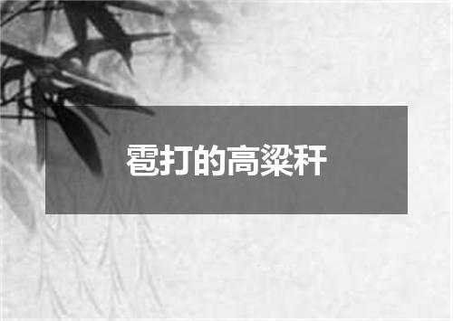 雹打的高粱秆