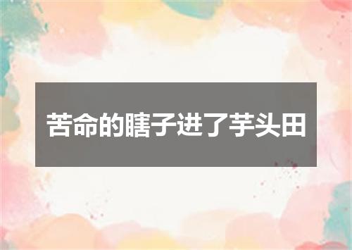 苦命的瞎子进了芋头田