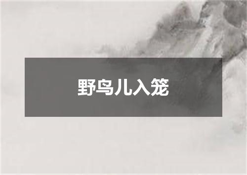 野鸟儿入笼