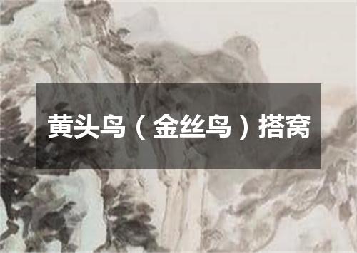 黄头鸟（金丝鸟）搭窝
