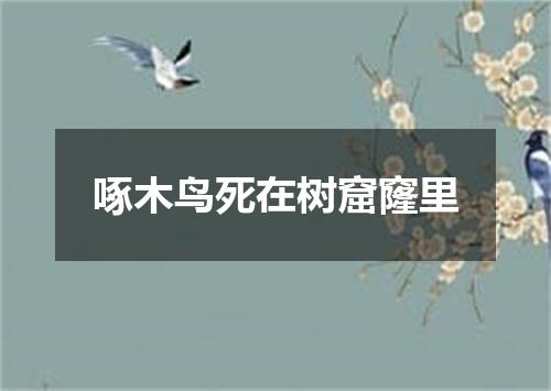 啄木鸟死在树窟窿里
