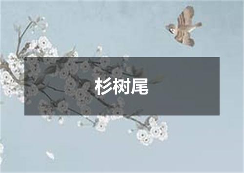杉树尾