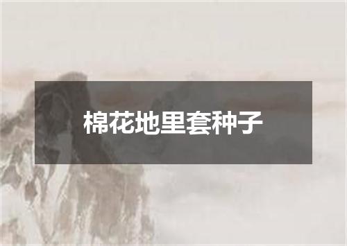 棉花地里套种子