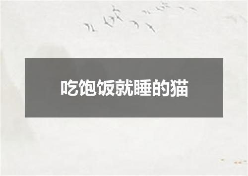 吃饱饭就睡的猫