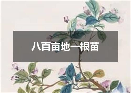 八百亩地一根苗