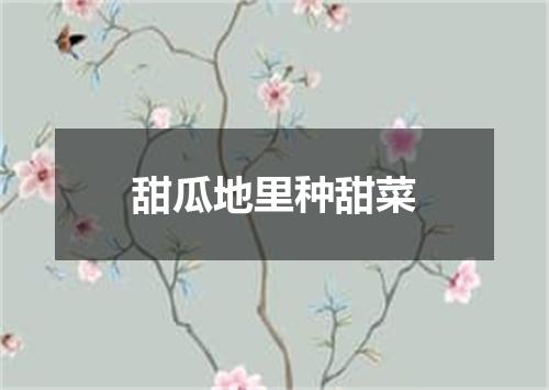 甜瓜地里种甜菜