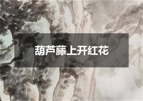 葫芦藤上开红花
