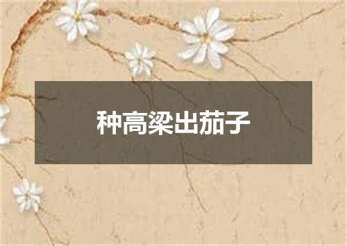 种高梁出茄子