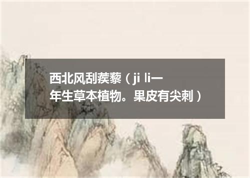 西北风刮蒺藜（ji li一年生草本植物。果皮有尖刺）