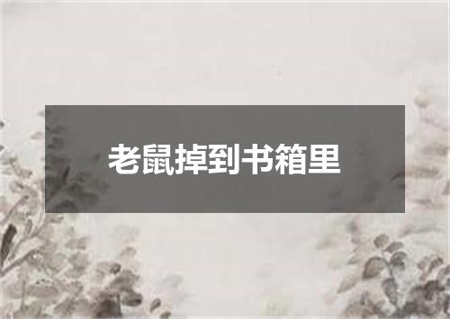 老鼠掉到书箱里