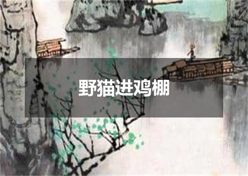 野猫进鸡棚