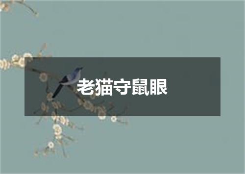老猫守鼠眼