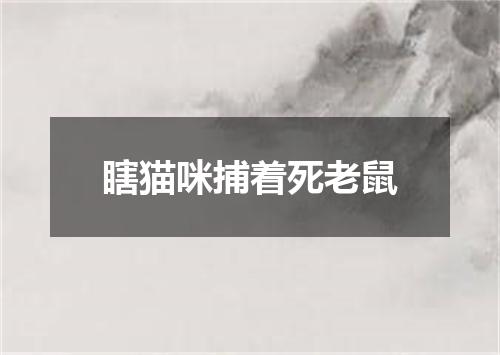 瞎猫咪捕着死老鼠
