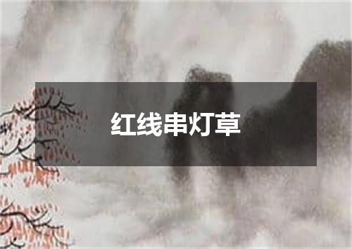 红线串灯草