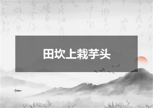 田坎上栽芋头
