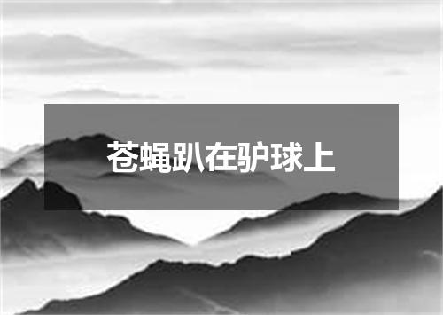 苍蝇趴在驴球上