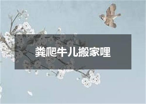 粪爬牛儿搬家哩