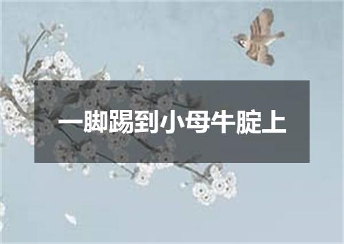 一脚踢到小母牛腚上
