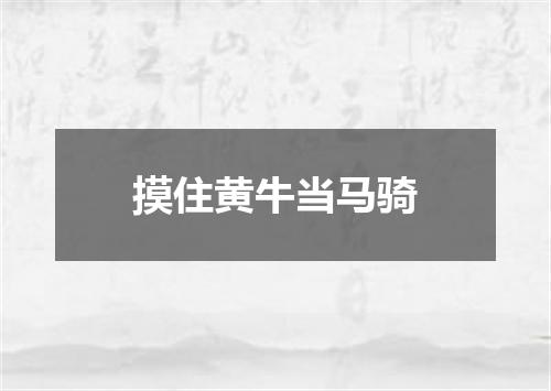 摸住黄牛当马骑