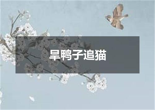 旱鸭子追猫