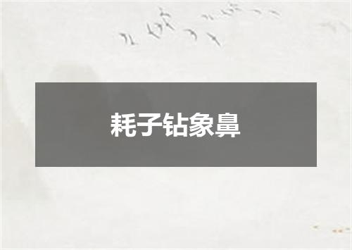 耗子钻象鼻