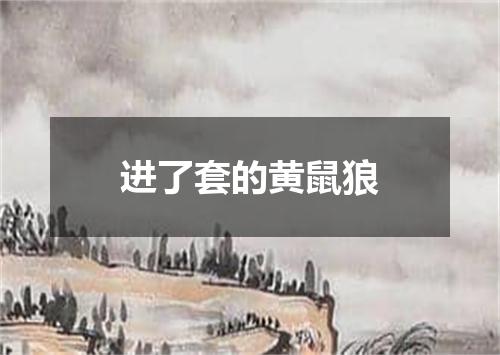 进了套的黄鼠狼