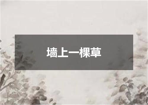 墙上一棵草