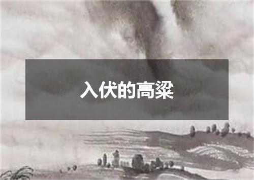 入伏的高粱