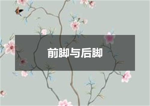 前脚与后脚