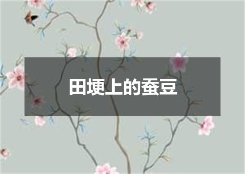 田埂上的蚕豆