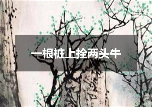 一根桩上拴两头牛
