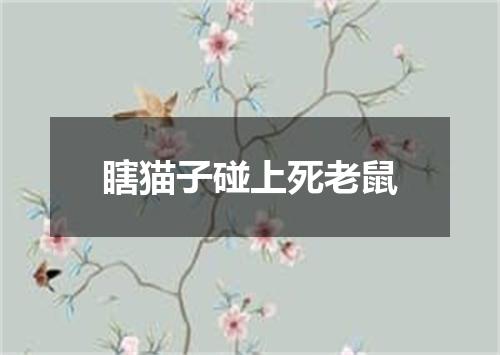 瞎猫子碰上死老鼠