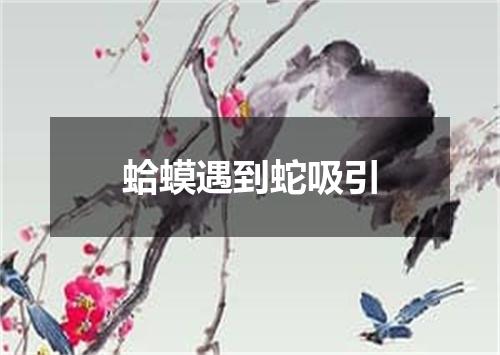 蛤蟆遇到蛇吸引