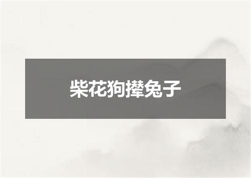 柴花狗撵兔子