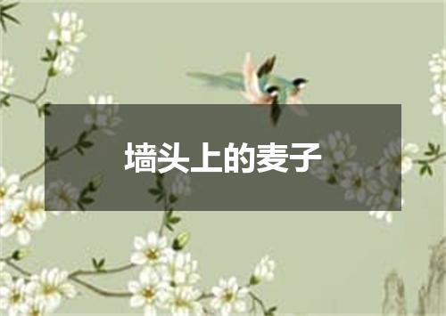 墙头上的麦子