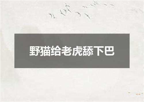 野猫给老虎舔下巴