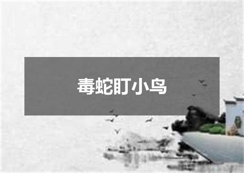 毒蛇盯小鸟