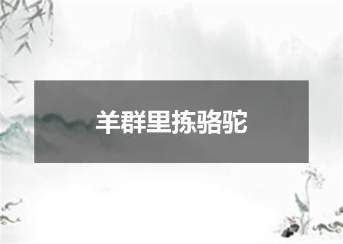 羊群里拣骆驼