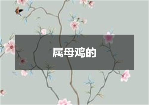 属母鸡的