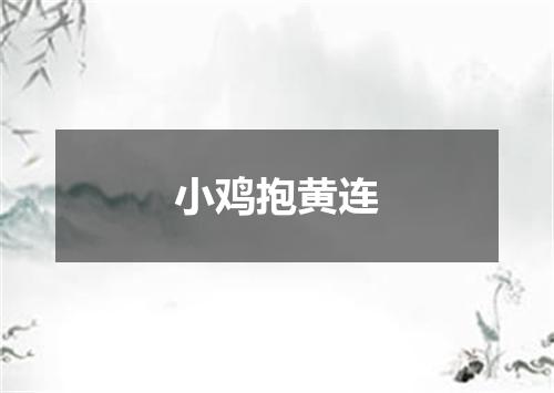 小鸡抱黄连