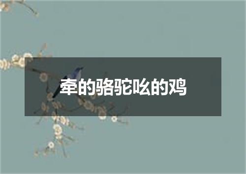 牵的骆驼吆的鸡