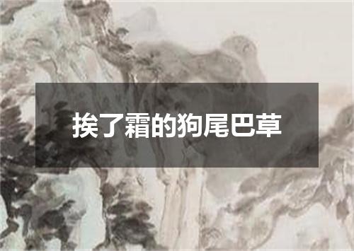 挨了霜的狗尾巴草