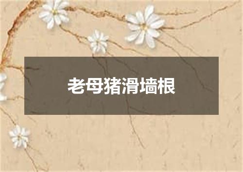 老母猪滑墙根