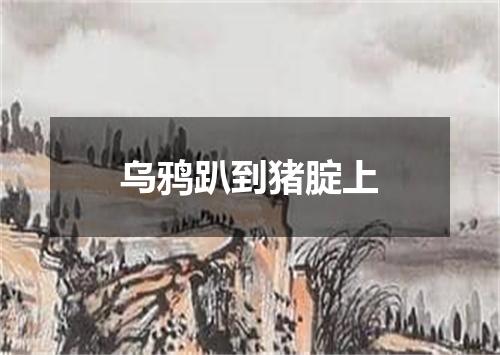 乌鸦趴到猪腚上