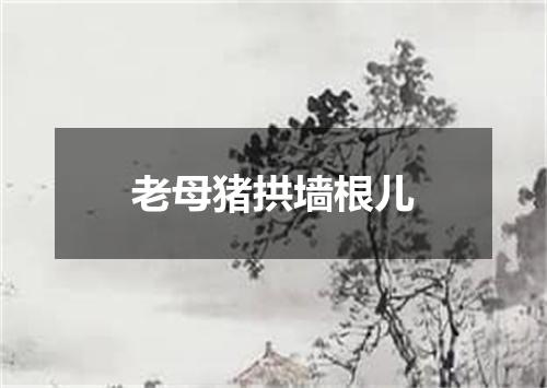 老母猪拱墙根儿